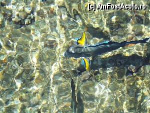 [P04] Pesti de suprafata » foto by Quasar
 - 
<span class="allrVoted glyphicon glyphicon-heart hidden" id="av373023"></span>
<a class="m-l-10 hidden" id="sv373023" onclick="voting_Foto_DelVot(,373023,12899)" role="button">șterge vot <span class="glyphicon glyphicon-remove"></span></a>
<a id="v9373023" class=" c-red"  onclick="voting_Foto_SetVot(373023)" role="button"><span class="glyphicon glyphicon-heart-empty"></span> <b>LIKE</b> = Votează poza</a> <img class="hidden"  id="f373023W9" src="/imagini/loader.gif" border="0" /><span class="AjErrMes hidden" id="e373023ErM"></span>