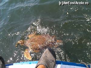 [P37]  -- <small>// FĂRĂ DESCRIERE</small> » foto by Dabator
 - 
<span class="allrVoted glyphicon glyphicon-heart hidden" id="av503210"></span>
<a class="m-l-10 hidden" id="sv503210" onclick="voting_Foto_DelVot(,503210,12951)" role="button">șterge vot <span class="glyphicon glyphicon-remove"></span></a>
<a id="v9503210" class=" c-red"  onclick="voting_Foto_SetVot(503210)" role="button"><span class="glyphicon glyphicon-heart-empty"></span> <b>LIKE</b> = Votează poza</a> <img class="hidden"  id="f503210W9" src="/imagini/loader.gif" border="0" /><span class="AjErrMes hidden" id="e503210ErM"></span>