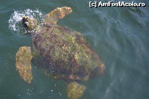 [P03]  -- <small>// FĂRĂ DESCRIERE</small> » foto by clauman2000
 - 
<span class="allrVoted glyphicon glyphicon-heart hidden" id="av524641"></span>
<a class="m-l-10 hidden" id="sv524641" onclick="voting_Foto_DelVot(,524641,12951)" role="button">șterge vot <span class="glyphicon glyphicon-remove"></span></a>
<a id="v9524641" class=" c-red"  onclick="voting_Foto_SetVot(524641)" role="button"><span class="glyphicon glyphicon-heart-empty"></span> <b>LIKE</b> = Votează poza</a> <img class="hidden"  id="f524641W9" src="/imagini/loader.gif" border="0" /><span class="AjErrMes hidden" id="e524641ErM"></span>