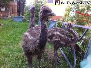 [P03] EMU iunie 2013 » foto by liviunicolae
 - 
<span class="allrVoted glyphicon glyphicon-heart hidden" id="av458842"></span>
<a class="m-l-10 hidden" id="sv458842" onclick="voting_Foto_DelVot(,458842,13021)" role="button">șterge vot <span class="glyphicon glyphicon-remove"></span></a>
<a id="v9458842" class=" c-red"  onclick="voting_Foto_SetVot(458842)" role="button"><span class="glyphicon glyphicon-heart-empty"></span> <b>LIKE</b> = Votează poza</a> <img class="hidden"  id="f458842W9" src="/imagini/loader.gif" border="0" /><span class="AjErrMes hidden" id="e458842ErM"></span>