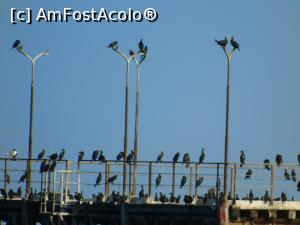 [P40] Pasarela din Shabla, plină de păsări.  » foto by Aurici
 - 
<span class="allrVoted glyphicon glyphicon-heart hidden" id="av945882"></span>
<a class="m-l-10 hidden" id="sv945882" onclick="voting_Foto_DelVot(,945882,13043)" role="button">șterge vot <span class="glyphicon glyphicon-remove"></span></a>
<a id="v9945882" class=" c-red"  onclick="voting_Foto_SetVot(945882)" role="button"><span class="glyphicon glyphicon-heart-empty"></span> <b>LIKE</b> = Votează poza</a> <img class="hidden"  id="f945882W9" src="/imagini/loader.gif" border="0" /><span class="AjErrMes hidden" id="e945882ErM"></span>