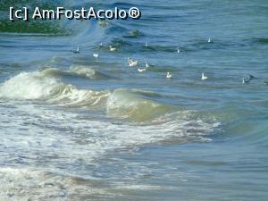 [P44] Shabla, păsări și Marea Neagră.  » foto by Aurici
 - 
<span class="allrVoted glyphicon glyphicon-heart hidden" id="av945886"></span>
<a class="m-l-10 hidden" id="sv945886" onclick="voting_Foto_DelVot(,945886,13043)" role="button">șterge vot <span class="glyphicon glyphicon-remove"></span></a>
<a id="v9945886" class=" c-red"  onclick="voting_Foto_SetVot(945886)" role="button"><span class="glyphicon glyphicon-heart-empty"></span> <b>LIKE</b> = Votează poza</a> <img class="hidden"  id="f945886W9" src="/imagini/loader.gif" border="0" /><span class="AjErrMes hidden" id="e945886ErM"></span>