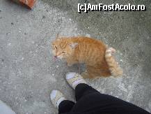 [P15] Garfield. Cel putin asa ii spunem noi. Un motan simpatic, prietenos, de-al casei, bineinteles un oportunist » foto by adriananicoleta
 - 
<span class="allrVoted glyphicon glyphicon-heart hidden" id="av380100"></span>
<a class="m-l-10 hidden" id="sv380100" onclick="voting_Foto_DelVot(,380100,13057)" role="button">șterge vot <span class="glyphicon glyphicon-remove"></span></a>
<a id="v9380100" class=" c-red"  onclick="voting_Foto_SetVot(380100)" role="button"><span class="glyphicon glyphicon-heart-empty"></span> <b>LIKE</b> = Votează poza</a> <img class="hidden"  id="f380100W9" src="/imagini/loader.gif" border="0" /><span class="AjErrMes hidden" id="e380100ErM"></span>
