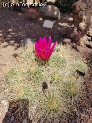 [P18] Cactualdea Park » foto by crismis
 - 
<span class="allrVoted glyphicon glyphicon-heart hidden" id="av1489449"></span>
<a class="m-l-10 hidden" id="sv1489449" onclick="voting_Foto_DelVot(,1489449,13127)" role="button">șterge vot <span class="glyphicon glyphicon-remove"></span></a>
<a id="v91489449" class=" c-red"  onclick="voting_Foto_SetVot(1489449)" role="button"><span class="glyphicon glyphicon-heart-empty"></span> <b>LIKE</b> = Votează poza</a> <img class="hidden"  id="f1489449W9" src="/imagini/loader.gif" border="0" /><span class="AjErrMes hidden" id="e1489449ErM"></span>