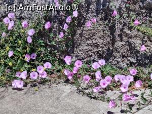 [P33] Flori pe marginea drumului (un fel de volbură, dar mult mai mare decât pe la noi) » foto by crismis
 - 
<span class="allrVoted glyphicon glyphicon-heart hidden" id="av1489660"></span>
<a class="m-l-10 hidden" id="sv1489660" onclick="voting_Foto_DelVot(,1489660,13127)" role="button">șterge vot <span class="glyphicon glyphicon-remove"></span></a>
<a id="v91489660" class=" c-red"  onclick="voting_Foto_SetVot(1489660)" role="button"><span class="glyphicon glyphicon-heart-empty"></span> <b>LIKE</b> = Votează poza</a> <img class="hidden"  id="f1489660W9" src="/imagini/loader.gif" border="0" /><span class="AjErrMes hidden" id="e1489660ErM"></span>