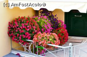 [P06] Flori in Parga » foto by mirmicu
 - 
<span class="allrVoted glyphicon glyphicon-heart hidden" id="av827486"></span>
<a class="m-l-10 hidden" id="sv827486" onclick="voting_Foto_DelVot(,827486,13156)" role="button">șterge vot <span class="glyphicon glyphicon-remove"></span></a>
<a id="v9827486" class=" c-red"  onclick="voting_Foto_SetVot(827486)" role="button"><span class="glyphicon glyphicon-heart-empty"></span> <b>LIKE</b> = Votează poza</a> <img class="hidden"  id="f827486W9" src="/imagini/loader.gif" border="0" /><span class="AjErrMes hidden" id="e827486ErM"></span>