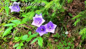 [P21] Pe traseu &icirc;nt&acirc;nim multe tipuri de flori » foto by BOGDAN DSN
 - 
<span class="allrVoted glyphicon glyphicon-heart hidden" id="av1200958"></span>
<a class="m-l-10 hidden" id="sv1200958" onclick="voting_Foto_DelVot(,1200958,13264)" role="button">șterge vot <span class="glyphicon glyphicon-remove"></span></a>
<a id="v91200958" class=" c-red"  onclick="voting_Foto_SetVot(1200958)" role="button"><span class="glyphicon glyphicon-heart-empty"></span> <b>LIKE</b> = Votează poza</a> <img class="hidden"  id="f1200958W9" src="/imagini/loader.gif" border="0" /><span class="AjErrMes hidden" id="e1200958ErM"></span>