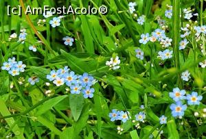 [P23] Flori de nu mă uita » foto by BOGDAN DSN
 - 
<span class="allrVoted glyphicon glyphicon-heart hidden" id="av1200960"></span>
<a class="m-l-10 hidden" id="sv1200960" onclick="voting_Foto_DelVot(,1200960,13264)" role="button">șterge vot <span class="glyphicon glyphicon-remove"></span></a>
<a id="v91200960" class=" c-red"  onclick="voting_Foto_SetVot(1200960)" role="button"><span class="glyphicon glyphicon-heart-empty"></span> <b>LIKE</b> = Votează poza</a> <img class="hidden"  id="f1200960W9" src="/imagini/loader.gif" border="0" /><span class="AjErrMes hidden" id="e1200960ErM"></span>