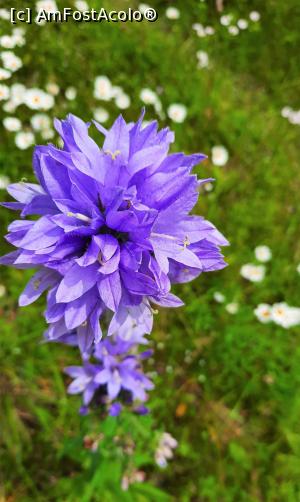 [P25] O floare superbă » foto by BOGDAN DSN
 - 
<span class="allrVoted glyphicon glyphicon-heart hidden" id="av1200962"></span>
<a class="m-l-10 hidden" id="sv1200962" onclick="voting_Foto_DelVot(,1200962,13264)" role="button">șterge vot <span class="glyphicon glyphicon-remove"></span></a>
<a id="v91200962" class=" c-red"  onclick="voting_Foto_SetVot(1200962)" role="button"><span class="glyphicon glyphicon-heart-empty"></span> <b>LIKE</b> = Votează poza</a> <img class="hidden"  id="f1200962W9" src="/imagini/loader.gif" border="0" /><span class="AjErrMes hidden" id="e1200962ErM"></span>