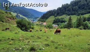 [P28] Văcuțele pasc liniștite și nu le pasă de noi » foto by BOGDAN DSN
 - 
<span class="allrVoted glyphicon glyphicon-heart hidden" id="av1200965"></span>
<a class="m-l-10 hidden" id="sv1200965" onclick="voting_Foto_DelVot(,1200965,13264)" role="button">șterge vot <span class="glyphicon glyphicon-remove"></span></a>
<a id="v91200965" class=" c-red"  onclick="voting_Foto_SetVot(1200965)" role="button"><span class="glyphicon glyphicon-heart-empty"></span> <b>LIKE</b> = Votează poza</a> <img class="hidden"  id="f1200965W9" src="/imagini/loader.gif" border="0" /><span class="AjErrMes hidden" id="e1200965ErM"></span>