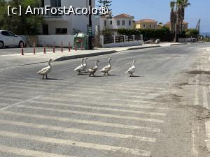 [P44] Gâștele apărute de nicăieri erau cam dezorientate » foto by AZE
 - 
<span class="allrVoted glyphicon glyphicon-heart hidden" id="av1501023"></span>
<a class="m-l-10 hidden" id="sv1501023" onclick="voting_Foto_DelVot(,1501023,13279)" role="button">șterge vot <span class="glyphicon glyphicon-remove"></span></a>
<a id="v91501023" class=" c-red"  onclick="voting_Foto_SetVot(1501023)" role="button"><span class="glyphicon glyphicon-heart-empty"></span> <b>LIKE</b> = Votează poza</a> <img class="hidden"  id="f1501023W9" src="/imagini/loader.gif" border="0" /><span class="AjErrMes hidden" id="e1501023ErM"></span>