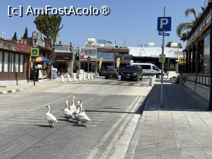 [P45] Până la urmă gâștele și-au stabilit traiectoria,cea mai apropiată tavernă :) » foto by AZE
 - 
<span class="allrVoted glyphicon glyphicon-heart hidden" id="av1501024"></span>
<a class="m-l-10 hidden" id="sv1501024" onclick="voting_Foto_DelVot(,1501024,13279)" role="button">șterge vot <span class="glyphicon glyphicon-remove"></span></a>
<a id="v91501024" class=" c-red"  onclick="voting_Foto_SetVot(1501024)" role="button"><span class="glyphicon glyphicon-heart-empty"></span> <b>LIKE</b> = Votează poza</a> <img class="hidden"  id="f1501024W9" src="/imagini/loader.gif" border="0" /><span class="AjErrMes hidden" id="e1501024ErM"></span>