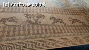 [P45] Casa lui Dionysos » foto by Carmen Ion
 - 
<span class="allrVoted glyphicon glyphicon-heart hidden" id="av1475761"></span>
<a class="m-l-10 hidden" id="sv1475761" onclick="voting_Foto_DelVot(,1475761,13279)" role="button">șterge vot <span class="glyphicon glyphicon-remove"></span></a>
<a id="v91475761" class=" c-red"  onclick="voting_Foto_SetVot(1475761)" role="button"><span class="glyphicon glyphicon-heart-empty"></span> <b>LIKE</b> = Votează poza</a> <img class="hidden"  id="f1475761W9" src="/imagini/loader.gif" border="0" /><span class="AjErrMes hidden" id="e1475761ErM"></span>