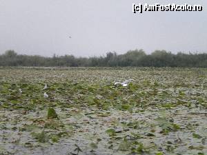 [P21]  -- <small>// FĂRĂ DESCRIERE</small> » foto by doricuta
 - 
<span class="allrVoted glyphicon glyphicon-heart hidden" id="av388595"></span>
<a class="m-l-10 hidden" id="sv388595" onclick="voting_Foto_DelVot(,388595,13289)" role="button">șterge vot <span class="glyphicon glyphicon-remove"></span></a>
<a id="v9388595" class=" c-red"  onclick="voting_Foto_SetVot(388595)" role="button"><span class="glyphicon glyphicon-heart-empty"></span> <b>LIKE</b> = Votează poza</a> <img class="hidden"  id="f388595W9" src="/imagini/loader.gif" border="0" /><span class="AjErrMes hidden" id="e388595ErM"></span>