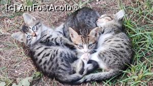 [P41] DEFNE KUMUL DELUXE » foto by elenaadina
 - 
<span class="allrVoted glyphicon glyphicon-heart hidden" id="av1496768"></span>
<a class="m-l-10 hidden" id="sv1496768" onclick="voting_Foto_DelVot(,1496768,13405)" role="button">șterge vot <span class="glyphicon glyphicon-remove"></span></a>
<a id="v91496768" class=" c-red"  onclick="voting_Foto_SetVot(1496768)" role="button"><span class="glyphicon glyphicon-heart-empty"></span> <b>LIKE</b> = Votează poza</a> <img class="hidden"  id="f1496768W9" src="/imagini/loader.gif" border="0" /><span class="AjErrMes hidden" id="e1496768ErM"></span>