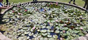 [P02] Bazinul cu nuferi » foto by Ode19
 - 
<span class="allrVoted glyphicon glyphicon-heart hidden" id="av1229176"></span>
<a class="m-l-10 hidden" id="sv1229176" onclick="voting_Foto_DelVot(,1229176,13479)" role="button">șterge vot <span class="glyphicon glyphicon-remove"></span></a>
<a id="v91229176" class=" c-red"  onclick="voting_Foto_SetVot(1229176)" role="button"><span class="glyphicon glyphicon-heart-empty"></span> <b>LIKE</b> = Votează poza</a> <img class="hidden"  id="f1229176W9" src="/imagini/loader.gif" border="0" /><span class="AjErrMes hidden" id="e1229176ErM"></span>
