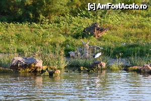 [P10]  -- <small>// FĂRĂ DESCRIERE</small> » foto by sosso
 - 
<span class="allrVoted glyphicon glyphicon-heart hidden" id="av401067"></span>
<a class="m-l-10 hidden" id="sv401067" onclick="voting_Foto_DelVot(,401067,13633)" role="button">șterge vot <span class="glyphicon glyphicon-remove"></span></a>
<a id="v9401067" class=" c-red"  onclick="voting_Foto_SetVot(401067)" role="button"><span class="glyphicon glyphicon-heart-empty"></span> <b>LIKE</b> = Votează poza</a> <img class="hidden"  id="f401067W9" src="/imagini/loader.gif" border="0" /><span class="AjErrMes hidden" id="e401067ErM"></span>