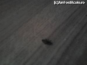 [P06]  -- <small>// FĂRĂ DESCRIERE</small> » foto by bibipisik06
 - 
<span class="allrVoted glyphicon glyphicon-heart hidden" id="av403719"></span>
<a class="m-l-10 hidden" id="sv403719" onclick="voting_Foto_DelVot(,403719,13700)" role="button">șterge vot <span class="glyphicon glyphicon-remove"></span></a>
<a id="v9403719" class=" c-red"  onclick="voting_Foto_SetVot(403719)" role="button"><span class="glyphicon glyphicon-heart-empty"></span> <b>LIKE</b> = Votează poza</a> <img class="hidden"  id="f403719W9" src="/imagini/loader.gif" border="0" /><span class="AjErrMes hidden" id="e403719ErM"></span>