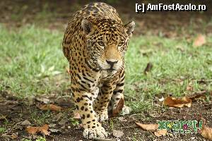[P23] Dupa aceasta poza oficiala primita de noi si conform hartii parcului, existau si jaguari in acel loc » foto by geop
 - 
<span class="allrVoted glyphicon glyphicon-heart hidden" id="av404676"></span>
<a class="m-l-10 hidden" id="sv404676" onclick="voting_Foto_DelVot(,404676,13716)" role="button">șterge vot <span class="glyphicon glyphicon-remove"></span></a>
<a id="v9404676" class=" c-red"  onclick="voting_Foto_SetVot(404676)" role="button"><span class="glyphicon glyphicon-heart-empty"></span> <b>LIKE</b> = Votează poza</a> <img class="hidden"  id="f404676W9" src="/imagini/loader.gif" border="0" /><span class="AjErrMes hidden" id="e404676ErM"></span>
