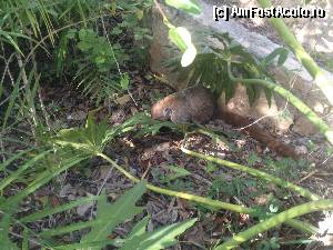 [P32] coati » foto by geop
 - 
<span class="allrVoted glyphicon glyphicon-heart hidden" id="av404685"></span>
<a class="m-l-10 hidden" id="sv404685" onclick="voting_Foto_DelVot(,404685,13716)" role="button">șterge vot <span class="glyphicon glyphicon-remove"></span></a>
<a id="v9404685" class=" c-red"  onclick="voting_Foto_SetVot(404685)" role="button"><span class="glyphicon glyphicon-heart-empty"></span> <b>LIKE</b> = Votează poza</a> <img class="hidden"  id="f404685W9" src="/imagini/loader.gif" border="0" /><span class="AjErrMes hidden" id="e404685ErM"></span>