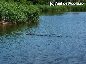 [P13] ... ratele... care intregesc peisajul de Delta Dunarii » foto by clau.nov
 - 
<span class="allrVoted glyphicon glyphicon-heart hidden" id="av432142"></span>
<a class="m-l-10 hidden" id="sv432142" onclick="voting_Foto_DelVot(,432142,13735)" role="button">șterge vot <span class="glyphicon glyphicon-remove"></span></a>
<a id="v9432142" class=" c-red"  onclick="voting_Foto_SetVot(432142)" role="button"><span class="glyphicon glyphicon-heart-empty"></span> <b>LIKE</b> = Votează poza</a> <img class="hidden"  id="f432142W9" src="/imagini/loader.gif" border="0" /><span class="AjErrMes hidden" id="e432142ErM"></span>