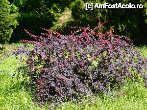 [P18] nu stiu ce e, dar mi-a placut » foto by clau.nov
 - 
<span class="allrVoted glyphicon glyphicon-heart hidden" id="av432156"></span>
<a class="m-l-10 hidden" id="sv432156" onclick="voting_Foto_DelVot(,432156,13735)" role="button">șterge vot <span class="glyphicon glyphicon-remove"></span></a>
<a id="v9432156" class=" c-red"  onclick="voting_Foto_SetVot(432156)" role="button"><span class="glyphicon glyphicon-heart-empty"></span> <b>LIKE</b> = Votează poza</a> <img class="hidden"  id="f432156W9" src="/imagini/loader.gif" border="0" /><span class="AjErrMes hidden" id="e432156ErM"></span>