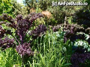 [P20] nici ele nu stiu ce sunt, dar iarasi mi-au placut » foto by clau.nov
 - 
<span class="allrVoted glyphicon glyphicon-heart hidden" id="av432160"></span>
<a class="m-l-10 hidden" id="sv432160" onclick="voting_Foto_DelVot(,432160,13735)" role="button">șterge vot <span class="glyphicon glyphicon-remove"></span></a>
<a id="v9432160" class=" c-red"  onclick="voting_Foto_SetVot(432160)" role="button"><span class="glyphicon glyphicon-heart-empty"></span> <b>LIKE</b> = Votează poza</a> <img class="hidden"  id="f432160W9" src="/imagini/loader.gif" border="0" /><span class="AjErrMes hidden" id="e432160ErM"></span>