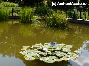 [P23] ... de nuferi » foto by clau.nov
 - 
<span class="allrVoted glyphicon glyphicon-heart hidden" id="av432167"></span>
<a class="m-l-10 hidden" id="sv432167" onclick="voting_Foto_DelVot(,432167,13735)" role="button">șterge vot <span class="glyphicon glyphicon-remove"></span></a>
<a id="v9432167" class=" c-red"  onclick="voting_Foto_SetVot(432167)" role="button"><span class="glyphicon glyphicon-heart-empty"></span> <b>LIKE</b> = Votează poza</a> <img class="hidden"  id="f432167W9" src="/imagini/loader.gif" border="0" /><span class="AjErrMes hidden" id="e432167ErM"></span>