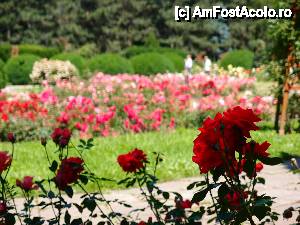 [P33] e anotimpul lor!  » foto by clau.nov
 - 
<span class="allrVoted glyphicon glyphicon-heart hidden" id="av432197"></span>
<a class="m-l-10 hidden" id="sv432197" onclick="voting_Foto_DelVot(,432197,13735)" role="button">șterge vot <span class="glyphicon glyphicon-remove"></span></a>
<a id="v9432197" class=" c-red"  onclick="voting_Foto_SetVot(432197)" role="button"><span class="glyphicon glyphicon-heart-empty"></span> <b>LIKE</b> = Votează poza</a> <img class="hidden"  id="f432197W9" src="/imagini/loader.gif" border="0" /><span class="AjErrMes hidden" id="e432197ErM"></span>