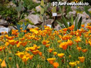 [P05] culoare!... inseamna Bucurie » foto by clau.nov
 - 
<span class="allrVoted glyphicon glyphicon-heart hidden" id="av432124"></span>
<a class="m-l-10 hidden" id="sv432124" onclick="voting_Foto_DelVot(,432124,13735)" role="button">șterge vot <span class="glyphicon glyphicon-remove"></span></a>
<a id="v9432124" class=" c-red"  onclick="voting_Foto_SetVot(432124)" role="button"><span class="glyphicon glyphicon-heart-empty"></span> <b>LIKE</b> = Votează poza</a> <img class="hidden"  id="f432124W9" src="/imagini/loader.gif" border="0" /><span class="AjErrMes hidden" id="e432124ErM"></span>