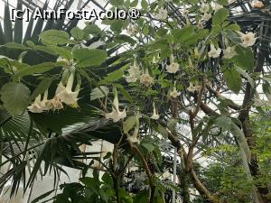 [P15] Prin sera cu plante exotice-Cactuși » foto by Zoazore
 - 
<span class="allrVoted glyphicon glyphicon-heart hidden" id="av1532461"></span>
<a class="m-l-10 hidden" id="sv1532461" onclick="voting_Foto_DelVot(,1532461,13735)" role="button">șterge vot <span class="glyphicon glyphicon-remove"></span></a>
<a id="v91532461" class=" c-red"  onclick="voting_Foto_SetVot(1532461)" role="button"><span class="glyphicon glyphicon-heart-empty"></span> <b>LIKE</b> = Votează poza</a> <img class="hidden"  id="f1532461W9" src="/imagini/loader.gif" border="0" /><span class="AjErrMes hidden" id="e1532461ErM"></span>