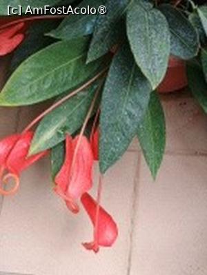 [P17] Prin sera cu plante exotice » foto by Zoazore
 - 
<span class="allrVoted glyphicon glyphicon-heart hidden" id="av1532463"></span>
<a class="m-l-10 hidden" id="sv1532463" onclick="voting_Foto_DelVot(,1532463,13735)" role="button">șterge vot <span class="glyphicon glyphicon-remove"></span></a>
<a id="v91532463" class=" c-red"  onclick="voting_Foto_SetVot(1532463)" role="button"><span class="glyphicon glyphicon-heart-empty"></span> <b>LIKE</b> = Votează poza</a> <img class="hidden"  id="f1532463W9" src="/imagini/loader.gif" border="0" /><span class="AjErrMes hidden" id="e1532463ErM"></span>