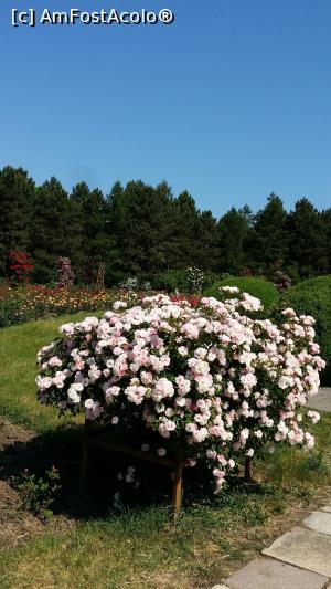 [P17]  -- <small>// FĂRĂ DESCRIERE</small> » foto by lucian1979
 - 
<span class="allrVoted glyphicon glyphicon-heart hidden" id="av737124"></span>
<a class="m-l-10 hidden" id="sv737124" onclick="voting_Foto_DelVot(,737124,13735)" role="button">șterge vot <span class="glyphicon glyphicon-remove"></span></a>
<a id="v9737124" class=" c-red"  onclick="voting_Foto_SetVot(737124)" role="button"><span class="glyphicon glyphicon-heart-empty"></span> <b>LIKE</b> = Votează poza</a> <img class="hidden"  id="f737124W9" src="/imagini/loader.gif" border="0" /><span class="AjErrMes hidden" id="e737124ErM"></span>