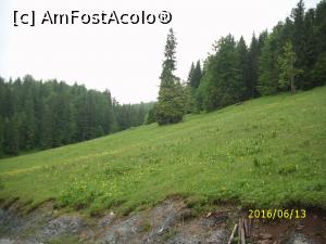 [P07] Plămânii țării - pădurile!  » foto by puiutea
 - 
<span class="allrVoted glyphicon glyphicon-heart hidden" id="av751913"></span>
<a class="m-l-10 hidden" id="sv751913" onclick="voting_Foto_DelVot(,751913,13782)" role="button">șterge vot <span class="glyphicon glyphicon-remove"></span></a>
<a id="v9751913" class=" c-red"  onclick="voting_Foto_SetVot(751913)" role="button"><span class="glyphicon glyphicon-heart-empty"></span> <b>LIKE</b> = Votează poza</a> <img class="hidden"  id="f751913W9" src="/imagini/loader.gif" border="0" /><span class="AjErrMes hidden" id="e751913ErM"></span>