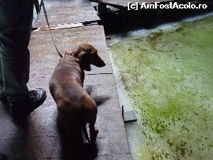 [P14] Peștera Scărișoara. Winnie tentată să calce pe alături :-)  » foto by FlorinAndrei
 - 
<span class="allrVoted glyphicon glyphicon-heart hidden" id="av620374"></span>
<a class="m-l-10 hidden" id="sv620374" onclick="voting_Foto_DelVot(,620374,13782)" role="button">șterge vot <span class="glyphicon glyphicon-remove"></span></a>
<a id="v9620374" class=" c-red"  onclick="voting_Foto_SetVot(620374)" role="button"><span class="glyphicon glyphicon-heart-empty"></span> <b>LIKE</b> = Votează poza</a> <img class="hidden"  id="f620374W9" src="/imagini/loader.gif" border="0" /><span class="AjErrMes hidden" id="e620374ErM"></span>