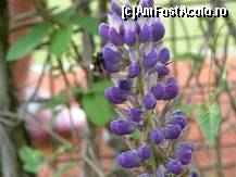[P40] pe domeniul Cabanei Hadar (3 ha) sunt plantate o larga varietate de flori » foto by myk007
 - 
<span class="allrVoted glyphicon glyphicon-heart hidden" id="av429797"></span>
<a class="m-l-10 hidden" id="sv429797" onclick="voting_Foto_DelVot(,429797,13905)" role="button">șterge vot <span class="glyphicon glyphicon-remove"></span></a>
<a id="v9429797" class=" c-red"  onclick="voting_Foto_SetVot(429797)" role="button"><span class="glyphicon glyphicon-heart-empty"></span> <b>LIKE</b> = Votează poza</a> <img class="hidden"  id="f429797W9" src="/imagini/loader.gif" border="0" /><span class="AjErrMes hidden" id="e429797ErM"></span>