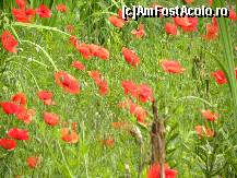 [P41] pe domeniul Cabanei Hadar (3 ha) sunt plantate o larga varietate de flori » foto by myk007
 - 
<span class="allrVoted glyphicon glyphicon-heart hidden" id="av429798"></span>
<a class="m-l-10 hidden" id="sv429798" onclick="voting_Foto_DelVot(,429798,13905)" role="button">șterge vot <span class="glyphicon glyphicon-remove"></span></a>
<a id="v9429798" class=" c-red"  onclick="voting_Foto_SetVot(429798)" role="button"><span class="glyphicon glyphicon-heart-empty"></span> <b>LIKE</b> = Votează poza</a> <img class="hidden"  id="f429798W9" src="/imagini/loader.gif" border="0" /><span class="AjErrMes hidden" id="e429798ErM"></span>