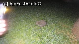 [P23] fauna locala surprinsa noaptea - un arici » foto by Razeer2000
 - 
<span class="allrVoted glyphicon glyphicon-heart hidden" id="av1316109"></span>
<a class="m-l-10 hidden" id="sv1316109" onclick="voting_Foto_DelVot(,1316109,14043)" role="button">șterge vot <span class="glyphicon glyphicon-remove"></span></a>
<a id="v91316109" class=" c-red"  onclick="voting_Foto_SetVot(1316109)" role="button"><span class="glyphicon glyphicon-heart-empty"></span> <b>LIKE</b> = Votează poza</a> <img class="hidden"  id="f1316109W9" src="/imagini/loader.gif" border="0" /><span class="AjErrMes hidden" id="e1316109ErM"></span>