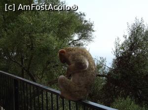 [P42] Rezevatia maimuțelor.  » foto by carmenvieru11
 - 
<span class="allrVoted glyphicon glyphicon-heart hidden" id="av975251"></span>
<a class="m-l-10 hidden" id="sv975251" onclick="voting_Foto_DelVot(,975251,14091)" role="button">șterge vot <span class="glyphicon glyphicon-remove"></span></a>
<a id="v9975251" class=" c-red"  onclick="voting_Foto_SetVot(975251)" role="button"><span class="glyphicon glyphicon-heart-empty"></span> <b>LIKE</b> = Votează poza</a> <img class="hidden"  id="f975251W9" src="/imagini/loader.gif" border="0" /><span class="AjErrMes hidden" id="e975251ErM"></span>