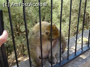 [P43] Rezervația maimuțelor.  » foto by carmenvieru11
 - 
<span class="allrVoted glyphicon glyphicon-heart hidden" id="av975252"></span>
<a class="m-l-10 hidden" id="sv975252" onclick="voting_Foto_DelVot(,975252,14091)" role="button">șterge vot <span class="glyphicon glyphicon-remove"></span></a>
<a id="v9975252" class=" c-red"  onclick="voting_Foto_SetVot(975252)" role="button"><span class="glyphicon glyphicon-heart-empty"></span> <b>LIKE</b> = Votează poza</a> <img class="hidden"  id="f975252W9" src="/imagini/loader.gif" border="0" /><span class="AjErrMes hidden" id="e975252ErM"></span>