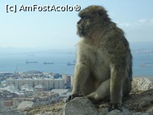 [P44] Stămoșul nostru din Gibraltar.  » foto by carmenvieru11
 - 
<span class="allrVoted glyphicon glyphicon-heart hidden" id="av975253"></span>
<a class="m-l-10 hidden" id="sv975253" onclick="voting_Foto_DelVot(,975253,14091)" role="button">șterge vot <span class="glyphicon glyphicon-remove"></span></a>
<a id="v9975253" class=" c-red"  onclick="voting_Foto_SetVot(975253)" role="button"><span class="glyphicon glyphicon-heart-empty"></span> <b>LIKE</b> = Votează poza</a> <img class="hidden"  id="f975253W9" src="/imagini/loader.gif" border="0" /><span class="AjErrMes hidden" id="e975253ErM"></span>