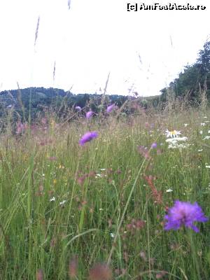 [P06]  -- <small>// FĂRĂ DESCRIERE</small> » foto by Ana Cristina
 - 
<span class="allrVoted glyphicon glyphicon-heart hidden" id="av551552"></span>
<a class="m-l-10 hidden" id="sv551552" onclick="voting_Foto_DelVot(,551552,14116)" role="button">șterge vot <span class="glyphicon glyphicon-remove"></span></a>
<a id="v9551552" class=" c-red"  onclick="voting_Foto_SetVot(551552)" role="button"><span class="glyphicon glyphicon-heart-empty"></span> <b>LIKE</b> = Votează poza</a> <img class="hidden"  id="f551552W9" src="/imagini/loader.gif" border="0" /><span class="AjErrMes hidden" id="e551552ErM"></span>