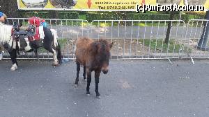 [P38] Poneii au facut deliciul copiilor » foto by sed
 - 
<span class="allrVoted glyphicon glyphicon-heart hidden" id="av682055"></span>
<a class="m-l-10 hidden" id="sv682055" onclick="voting_Foto_DelVot(,682055,14175)" role="button">șterge vot <span class="glyphicon glyphicon-remove"></span></a>
<a id="v9682055" class=" c-red"  onclick="voting_Foto_SetVot(682055)" role="button"><span class="glyphicon glyphicon-heart-empty"></span> <b>LIKE</b> = Votează poza</a> <img class="hidden"  id="f682055W9" src="/imagini/loader.gif" border="0" /><span class="AjErrMes hidden" id="e682055ErM"></span>