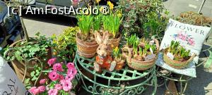 [P06] Decoruri florărie - Piața Dorobanților. » foto by tata123 🔱
 - 
<span class="allrVoted glyphicon glyphicon-heart hidden" id="av1523625"></span>
<a class="m-l-10 hidden" id="sv1523625" onclick="voting_Foto_DelVot(,1523625,14175)" role="button">șterge vot <span class="glyphicon glyphicon-remove"></span></a>
<a id="v91523625" class=" c-red"  onclick="voting_Foto_SetVot(1523625)" role="button"><span class="glyphicon glyphicon-heart-empty"></span> <b>LIKE</b> = Votează poza</a> <img class="hidden"  id="f1523625W9" src="/imagini/loader.gif" border="0" /><span class="AjErrMes hidden" id="e1523625ErM"></span>