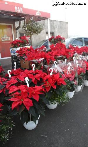 [P14] Craciunite de Mogosoaia » foto by adrianbogdan
 - 
<span class="allrVoted glyphicon glyphicon-heart hidden" id="av701623"></span>
<a class="m-l-10 hidden" id="sv701623" onclick="voting_Foto_DelVot(,701623,14175)" role="button">șterge vot <span class="glyphicon glyphicon-remove"></span></a>
<a id="v9701623" class=" c-red"  onclick="voting_Foto_SetVot(701623)" role="button"><span class="glyphicon glyphicon-heart-empty"></span> <b>LIKE</b> = Votează poza</a> <img class="hidden"  id="f701623W9" src="/imagini/loader.gif" border="0" /><span class="AjErrMes hidden" id="e701623ErM"></span>