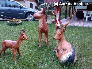 [P12] Frumoasele aranjamente de curte. Pensiunea Mariana. » foto by Roko
 - 
<span class="allrVoted glyphicon glyphicon-heart hidden" id="av423339"></span>
<a class="m-l-10 hidden" id="sv423339" onclick="voting_Foto_DelVot(,423339,14214)" role="button">șterge vot <span class="glyphicon glyphicon-remove"></span></a>
<a id="v9423339" class=" c-red"  onclick="voting_Foto_SetVot(423339)" role="button"><span class="glyphicon glyphicon-heart-empty"></span> <b>LIKE</b> = Votează poza</a> <img class="hidden"  id="f423339W9" src="/imagini/loader.gif" border="0" /><span class="AjErrMes hidden" id="e423339ErM"></span>