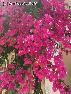 [P06] Bougainvillea, floarea superba pe care o gasesti la tot pasul in Grecia » foto by Paloma
 - 
<span class="allrVoted glyphicon glyphicon-heart hidden" id="av874623"></span>
<a class="m-l-10 hidden" id="sv874623" onclick="voting_Foto_DelVot(,874623,14240)" role="button">șterge vot <span class="glyphicon glyphicon-remove"></span></a>
<a id="v9874623" class=" c-red"  onclick="voting_Foto_SetVot(874623)" role="button"><span class="glyphicon glyphicon-heart-empty"></span> <b>LIKE</b> = Votează poza</a> <img class="hidden"  id="f874623W9" src="/imagini/loader.gif" border="0" /><span class="AjErrMes hidden" id="e874623ErM"></span>