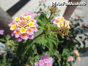 [P23] Flori parfumate, la tot pasul.  » foto by maryka
 - 
<span class="allrVoted glyphicon glyphicon-heart hidden" id="av424501"></span>
<a class="m-l-10 hidden" id="sv424501" onclick="voting_Foto_DelVot(,424501,14240)" role="button">șterge vot <span class="glyphicon glyphicon-remove"></span></a>
<a id="v9424501" class=" c-red"  onclick="voting_Foto_SetVot(424501)" role="button"><span class="glyphicon glyphicon-heart-empty"></span> <b>LIKE</b> = Votează poza</a> <img class="hidden"  id="f424501W9" src="/imagini/loader.gif" border="0" /><span class="AjErrMes hidden" id="e424501ErM"></span>
