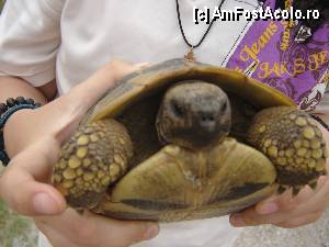 [P14] Testoasa de pe sosea...  » foto by VYK_CIVIC
 - 
<span class="allrVoted glyphicon glyphicon-heart hidden" id="av432771"></span>
<a class="m-l-10 hidden" id="sv432771" onclick="voting_Foto_DelVot(,432771,14418)" role="button">șterge vot <span class="glyphicon glyphicon-remove"></span></a>
<a id="v9432771" class=" c-red"  onclick="voting_Foto_SetVot(432771)" role="button"><span class="glyphicon glyphicon-heart-empty"></span> <b>LIKE</b> = Votează poza</a> <img class="hidden"  id="f432771W9" src="/imagini/loader.gif" border="0" /><span class="AjErrMes hidden" id="e432771ErM"></span>