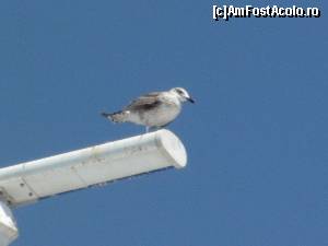 [P23] pescarus pe feribot » foto by Dan&Ema
 - 
<span class="allrVoted glyphicon glyphicon-heart hidden" id="av670857"></span>
<a class="m-l-10 hidden" id="sv670857" onclick="voting_Foto_DelVot(,670857,14421)" role="button">șterge vot <span class="glyphicon glyphicon-remove"></span></a>
<a id="v9670857" class=" c-red"  onclick="voting_Foto_SetVot(670857)" role="button"><span class="glyphicon glyphicon-heart-empty"></span> <b>LIKE</b> = Votează poza</a> <img class="hidden"  id="f670857W9" src="/imagini/loader.gif" border="0" /><span class="AjErrMes hidden" id="e670857ErM"></span>